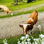 Domzalski Dom Na Veliki Planini