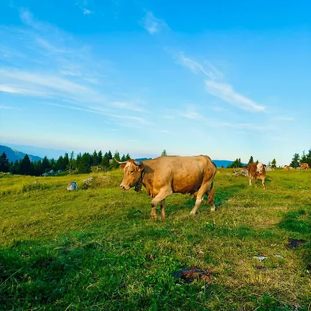 Domzalski Dom Na Veliki Planini فندق Stahovica