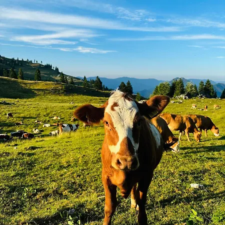 Domzalski Dom Na Veliki Planini * Stahovica