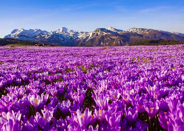 Domzalski Dom Na Veliki Planini