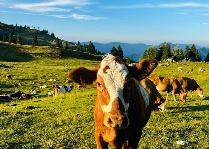 Domzalski Dom Na Veliki Planini * Stahovica
